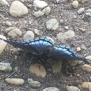 Meet your Posher, Therese